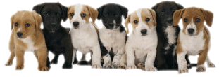 Seven Puppies Of Different Dog Breeds