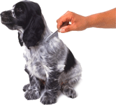 English Cocker Spaniel Practicing Dog Grooming Techniques With Owner
