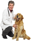 Veterinarian Practicing Good Dog Health
