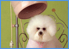 Dog Getting Groomed At Salon