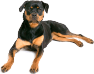 Rottweiler Learning Dog Training Like Lay Down