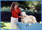 Dog Being Washed In Tub