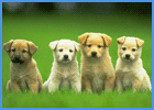 Four Puppies Sitting In Grass