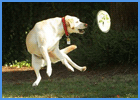 Labrador Retriever Frisbee Training